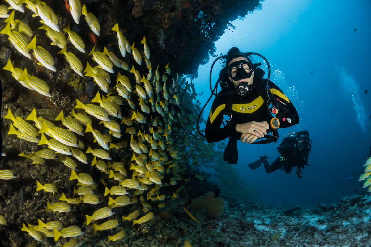 Diver swimming with a school of yellow fish