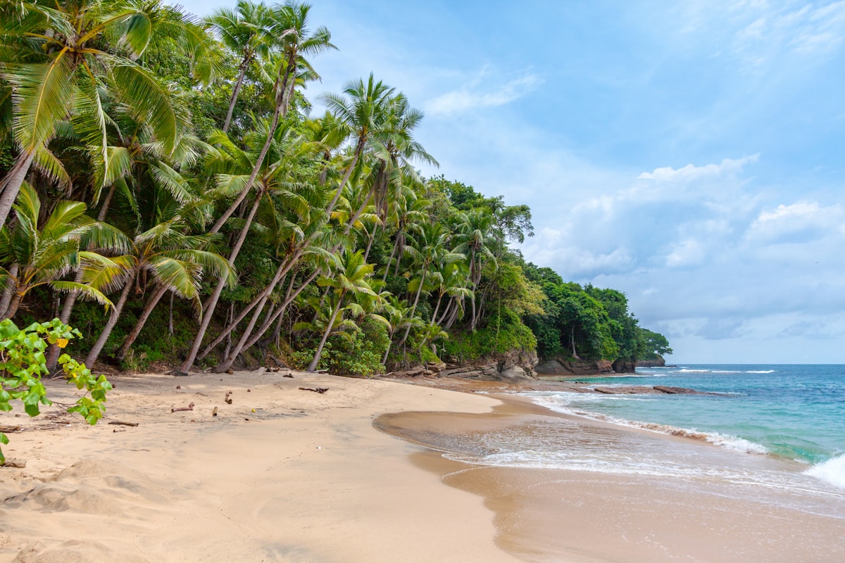 Palm forest leaning over a tropical beach